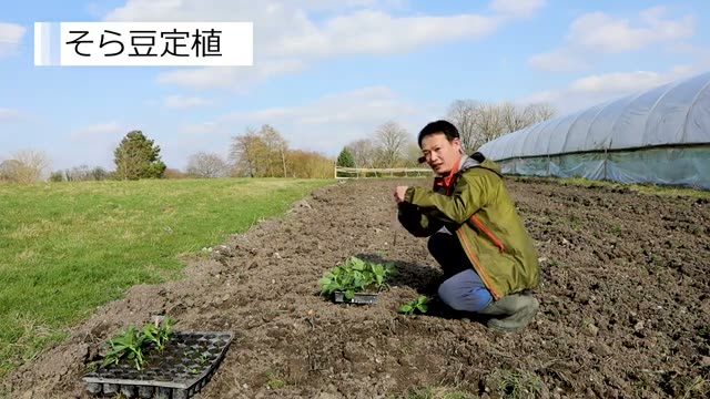 そら豆の定植手順と株間の取り方