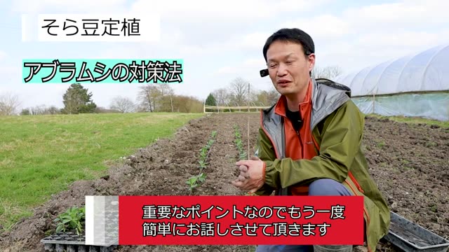自家採種を続けるとアブラムシがつかなくなる理由