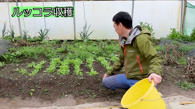 長く楽しむミックスサラダの収穫と間引き