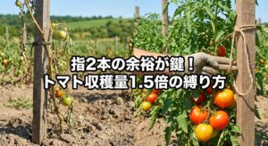 収穫量1.5倍!自然栽培トマトの誘引術