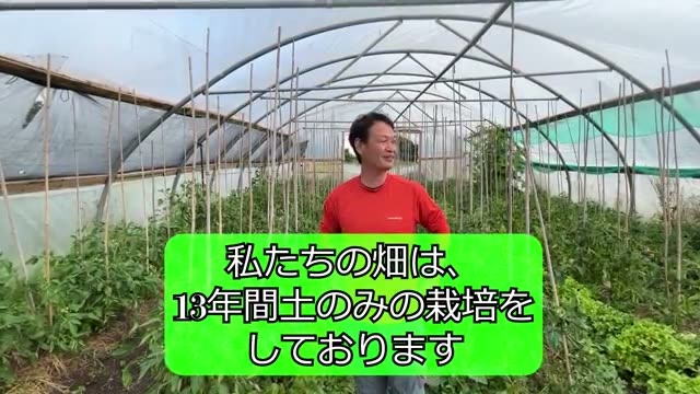 13年連作のトマトと採種用野菜の育ち