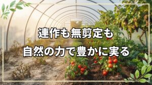 6月下旬ポリトンネルの自然栽培レポート|13年連作トマトと剪定しない果樹の姿