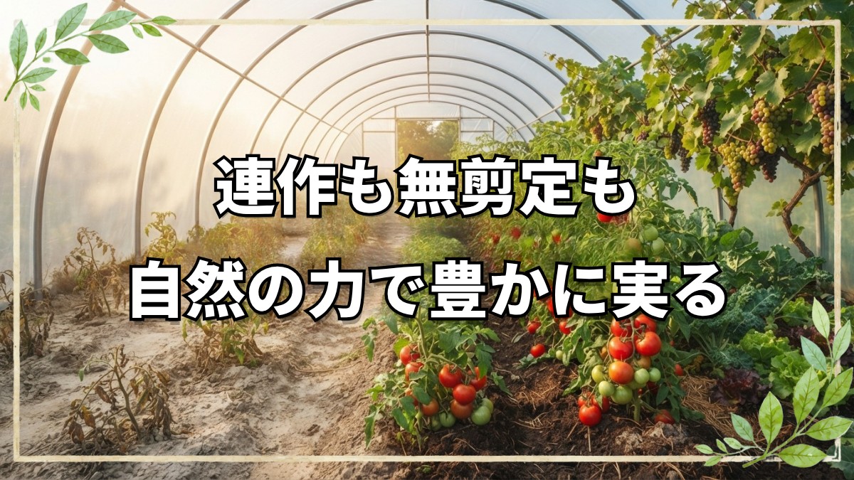 6月下旬ポリトンネルの自然栽培レポート｜13年連作トマトと剪定しない果樹の姿
