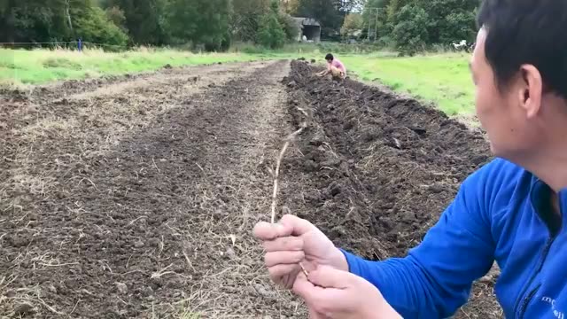 地下茎の雑草が持つ土壌改良の役割