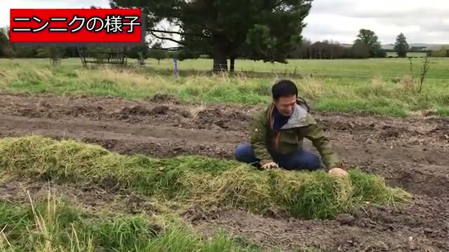 発芽までの日数と草マルチによる水分保持