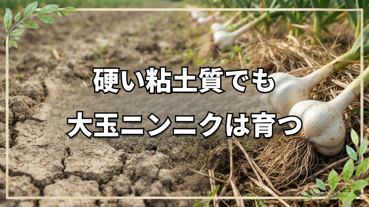 硬い粘土質で大玉ニンニクを10年連作