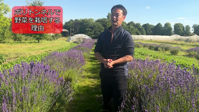 野菜をポリトンネル内で栽培する3つの理由