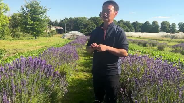 露地栽培とトンネル栽培の具体的な使い分け