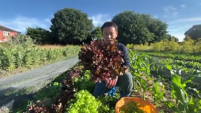 13年間何も入れない土と自家採種で育つレタス