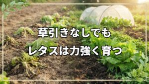 無除草レタスと露地・トンネルの使い分け