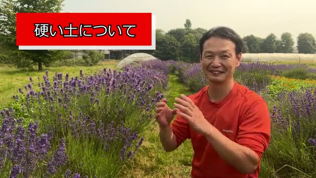 スコップが折れる硬い土でも、立派な野菜は育つ