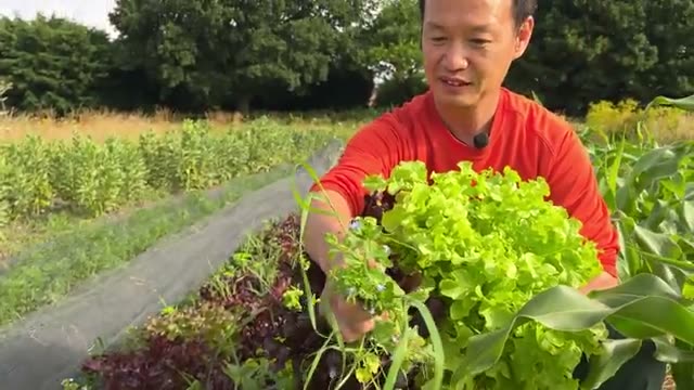 2. 土が育つと現れる変化:粘土質の改善と「草取りゼロ」の実現