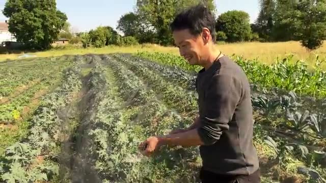 葉菜類・アブラナ科の実績と連作