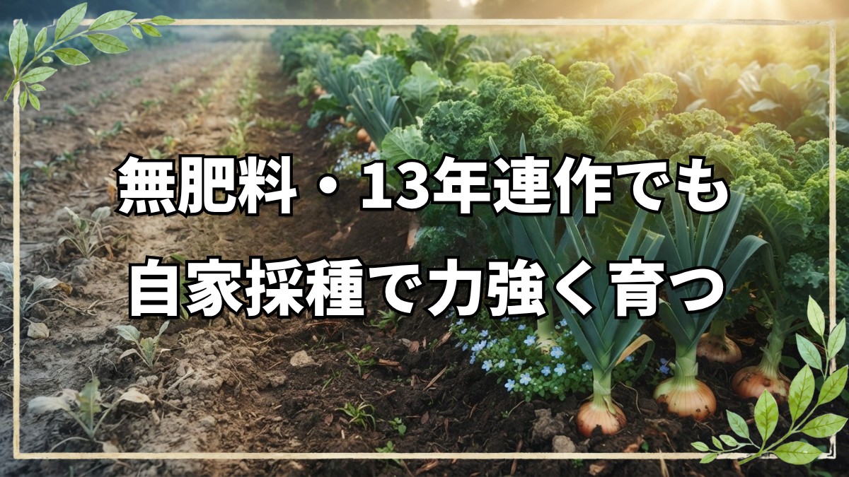 13年間の無肥料・無農薬栽培――土の力と自家採種で育つ7月下旬の圃場記録