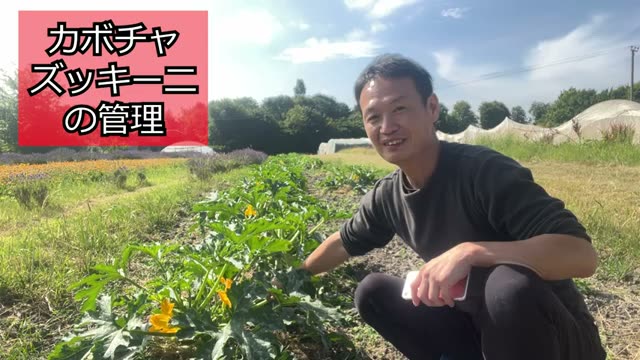 3. カボチャとズッキーニの放任栽培と株間