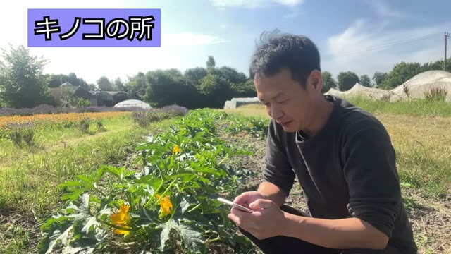 6. キノコが生えた場所への種まきと種取り株の残し方