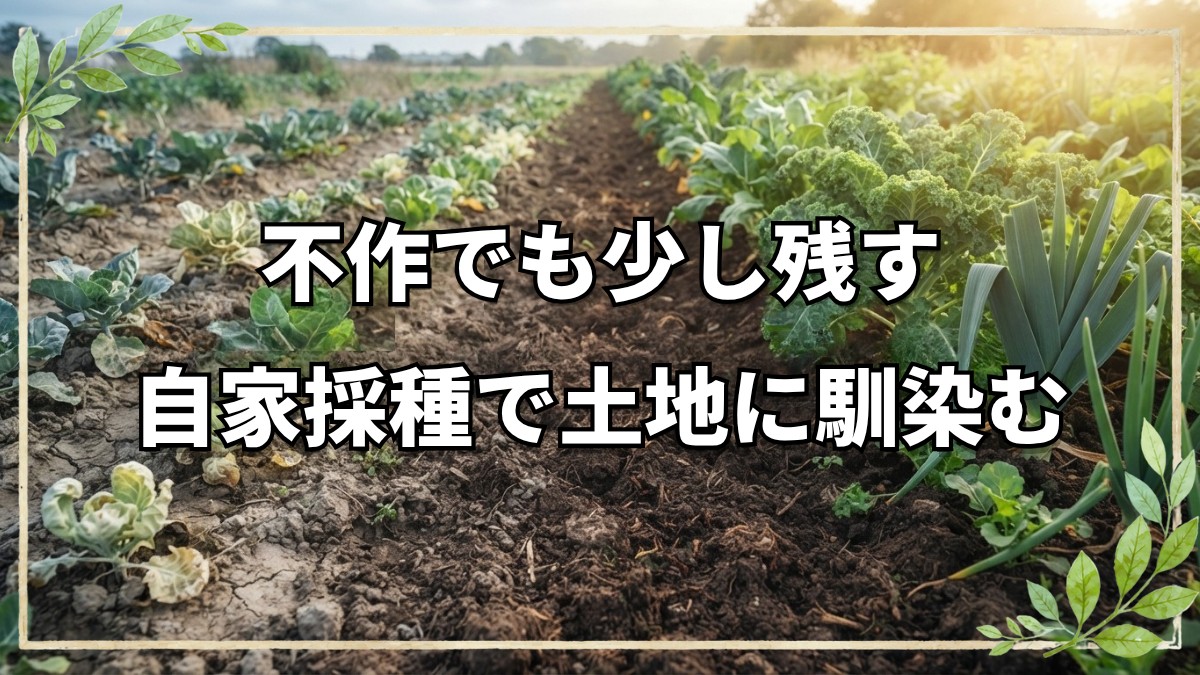 自然栽培での自家採種と育苗管理のポイント｜今橋さんのQ&Aまとめ