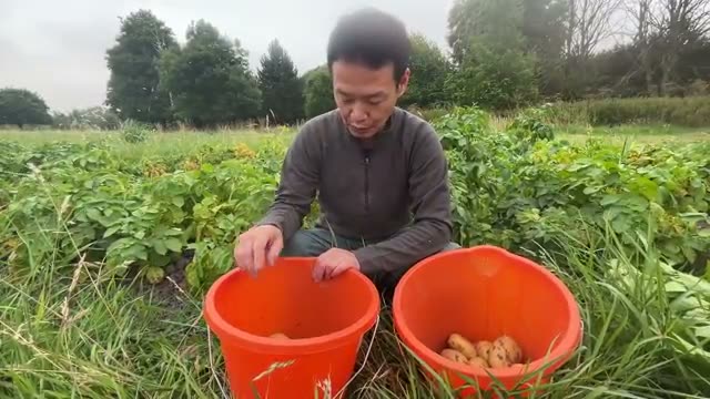 2. なぜ連作が可能なのか?自然農法における3つの鍵