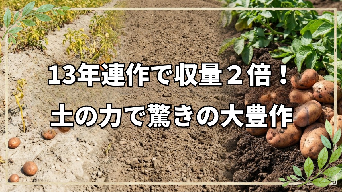 ジャガイモ13年連作！土の力で倍の収穫