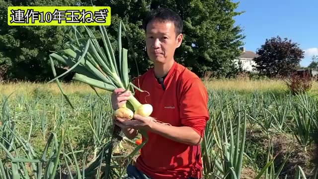 玉ねぎの自家採種の手順