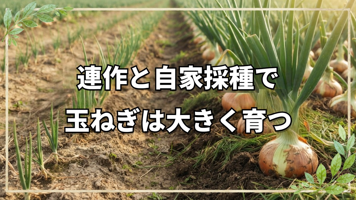 玉ねぎの連作と自家採種