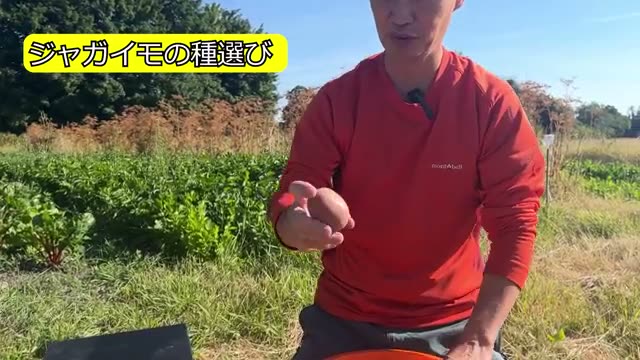 1. 失敗しない「種芋選び」の基準