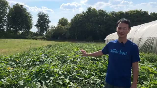 露地野菜の生育状況と連作・自家採種の実績