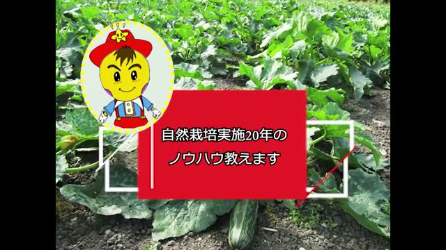 菊芋の特徴と歴史