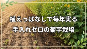 初心者にもおすすめの菊芋栽培|植えっぱなしで育つ強さと畑の風よけ活用法