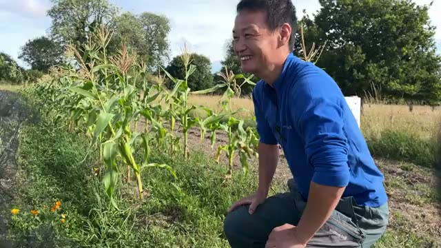 1,000本以上のケールを襲った異変と回復