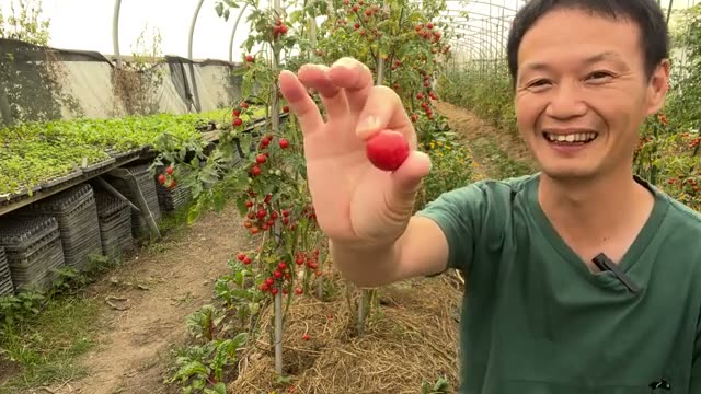 疑問:実のなる野菜の種採りは「どの時期の実」を残すべき?