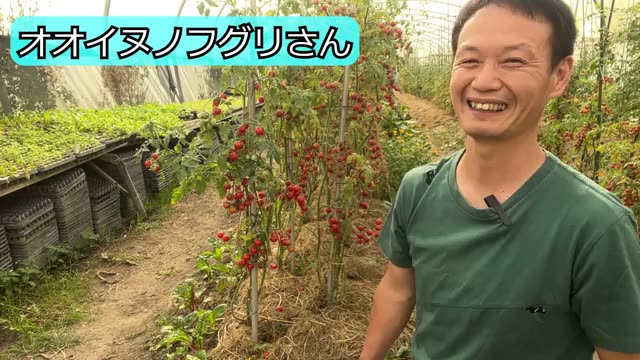 「オオイヌノフグリ」が絨毯のように広がると草取りがいらない?