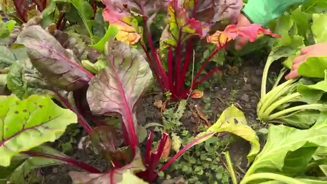 「野菜が育つ力」が「雑草が育つ力」を上回る瞬間