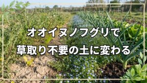 オオイヌノフグリで分かる草取り不要な土