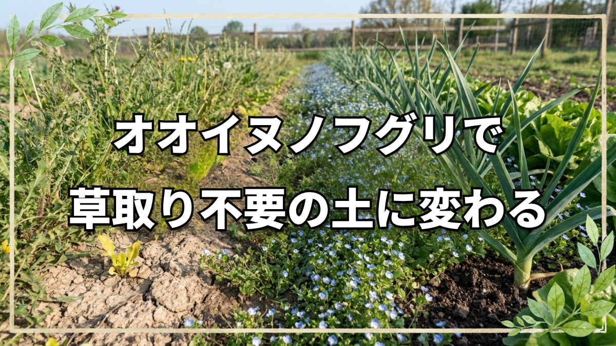 オオイヌノフグリで分かる草取り不要な土