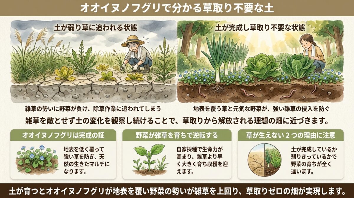 オオイヌノフグリで分かる草取り不要な土