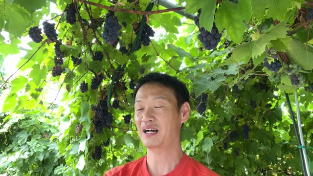 畑の水やり、自然農法ではどう考える?