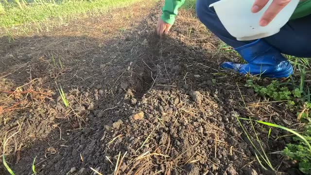 常識破り?ざっくり掘って土をかぶせるニンジンの種まき