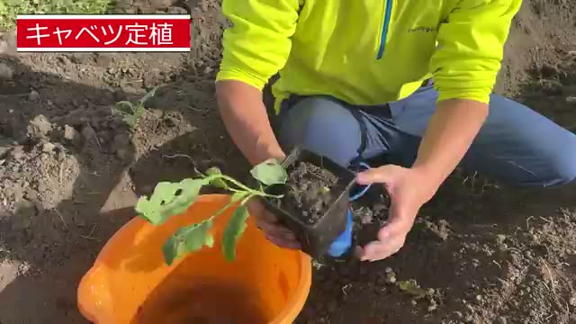 キャベツの定植手順と活着を高めるポイント