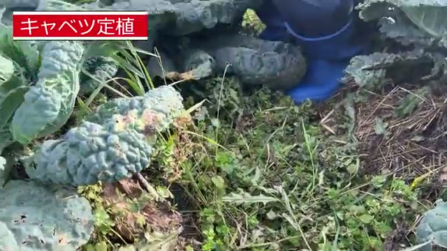 生える雑草が変わる:オオイヌノフグリが示す土の成熟