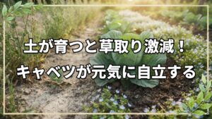 自然栽培のキャベツ定植と土の成熟サイン