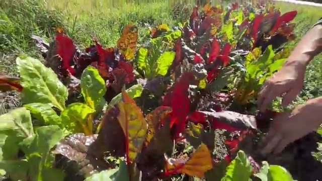 土の変化がもたらす植生の移行と草取りの省力化