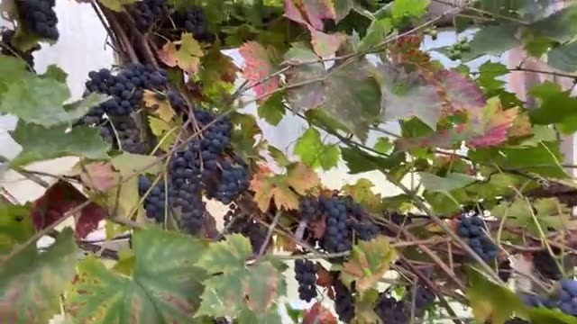 各種野菜の生育状況と連作・自家採種の記録