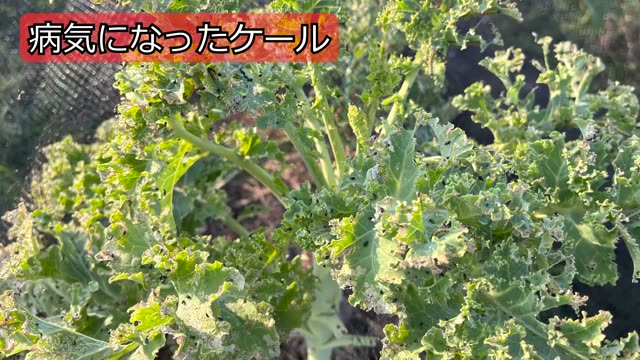 干ばつによる病気を乗り越えたケールとカブの生命力