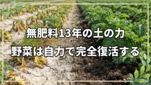 自然栽培13年目の畑に見る野菜の回復力と土の変化
