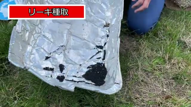 ネギ科の種取り実践:リーキとタマネギ