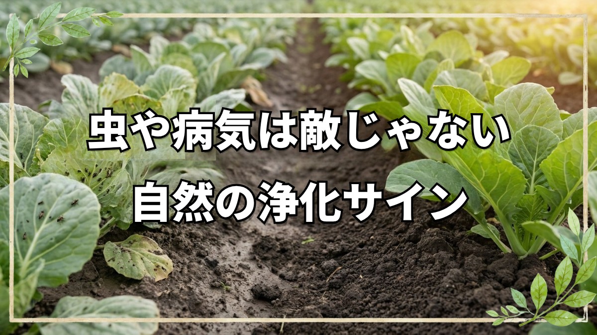 野菜に虫や病気がつく3つの原因