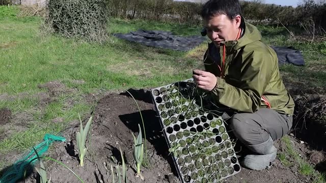 自家採種(種採り)のポイント