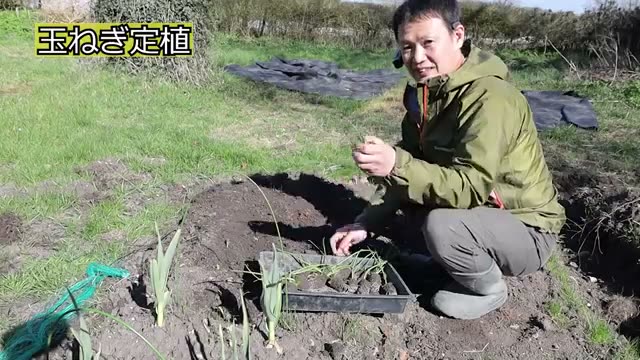 畑への定植方法と株間の目安