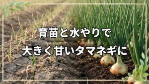 自然栽培で育てるタマネギの基本|種採りから種まき・定植・収穫までの流れ